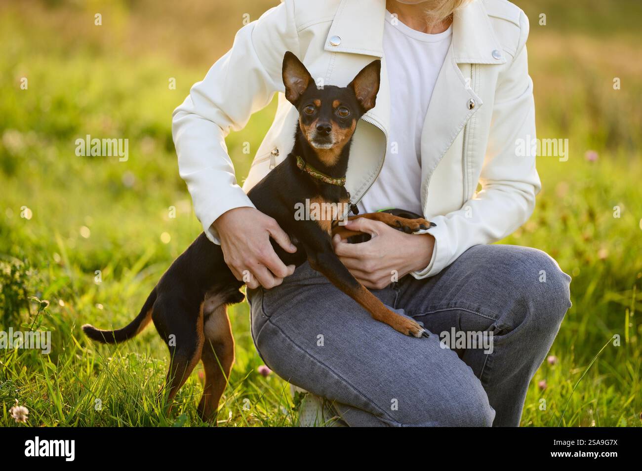 Il proprietario accarezza un giocattolo terrier russo dai capelli lisci nel parco durante una passeggiata, da vicino. Concetto di amicizia tra uomo e cane, amore per il cane, viaggio Foto Stock