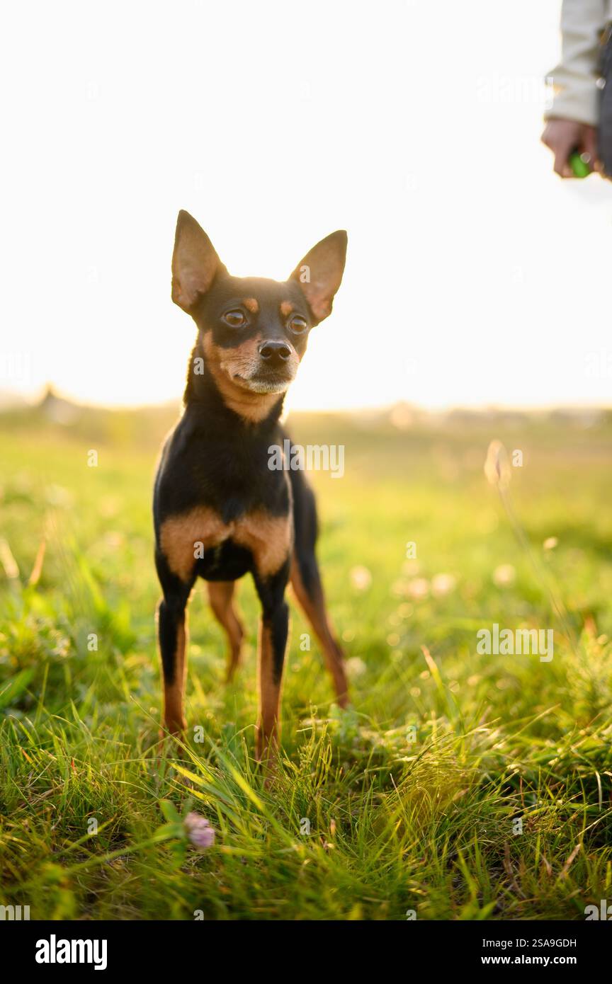 Donna che cammina con il suo cane, peluche russa al guinzaglio, sull'erba al tramonto. Proprietario e animale domestico. Concetto di amicizia tra la persona e il suo animale domestico Foto Stock