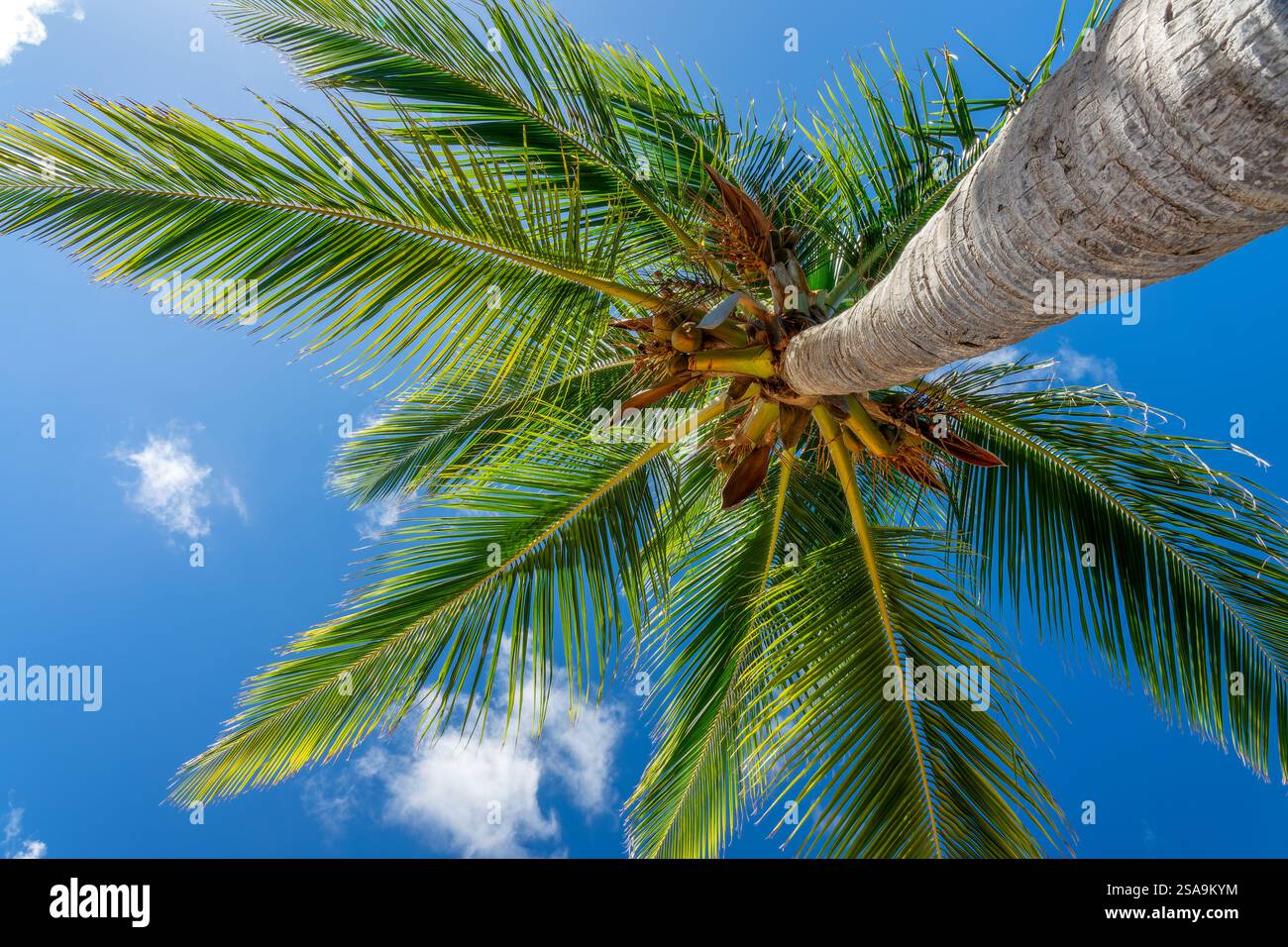 Guardando verso l'alto la palma, vista dal basso su una spiaggia caraibica, viaggio da sogno tropicale, isola di Saint Martin Foto Stock