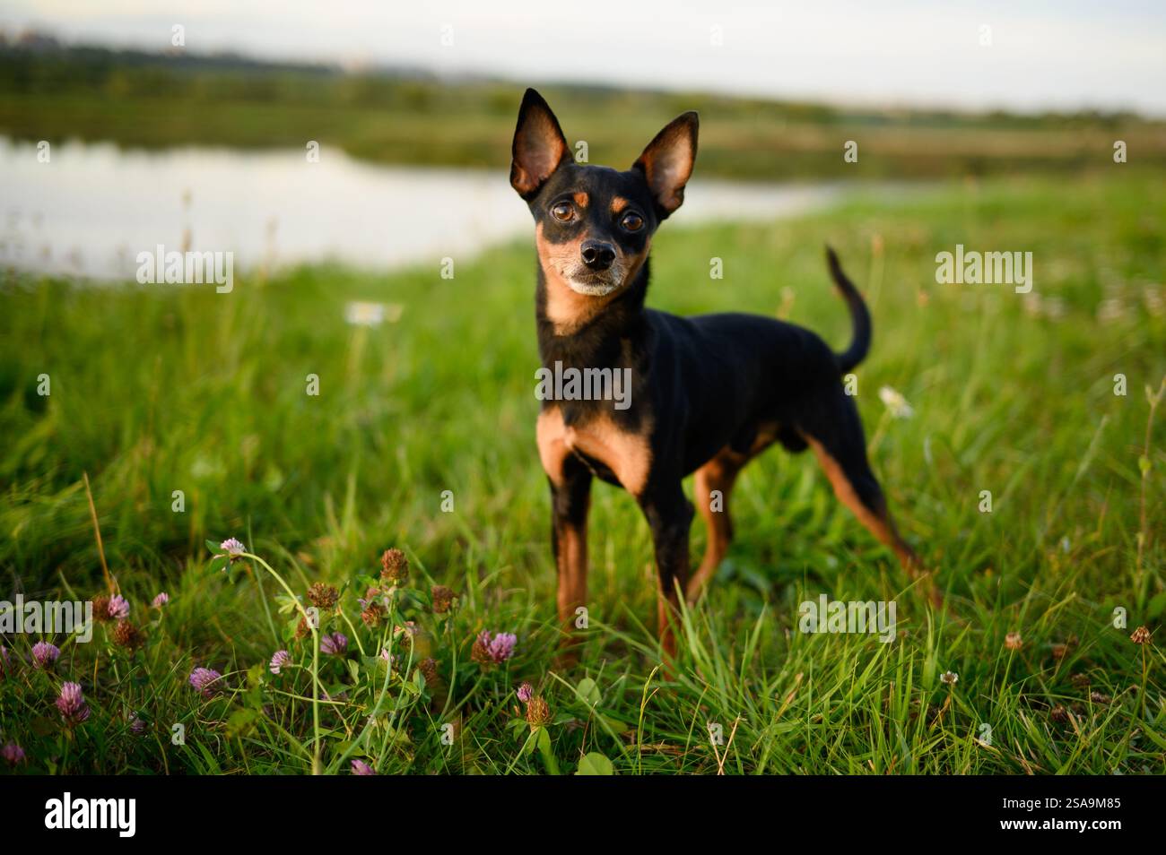 Piccolo cane mentre cammina nel prato. Cane Toy Terrier russo dai capelli lisci durante la passeggiata nel parco. Ritratto di un cane da interni e decorativi. Animali domestici che camminano Foto Stock