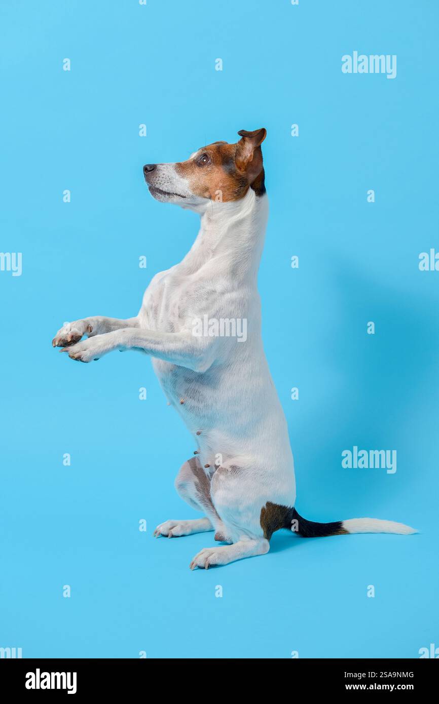 Jack Russell terrier ragazza bianca e marrone in piedi sulle gambe posteriori su sfondo blu. Il cane guarda di lato, mostrando una buona postura e un buon treno Foto Stock