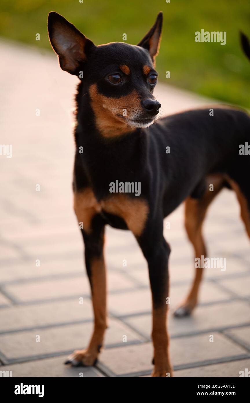Ritratto di un piccolo cane Toy Terrier russo dai capelli lisci che sta da solo sul marciapiede e guarda in lontananza. Cane domestico e decorativo, fedele co Foto Stock