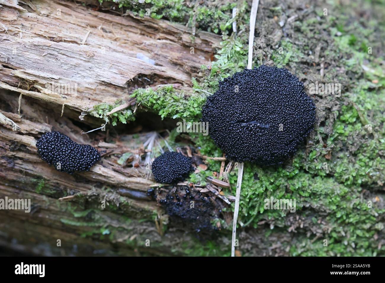 Lindbladia tubulina, muffa melma dalla Finlandia, nessun nome inglese comune Foto Stock