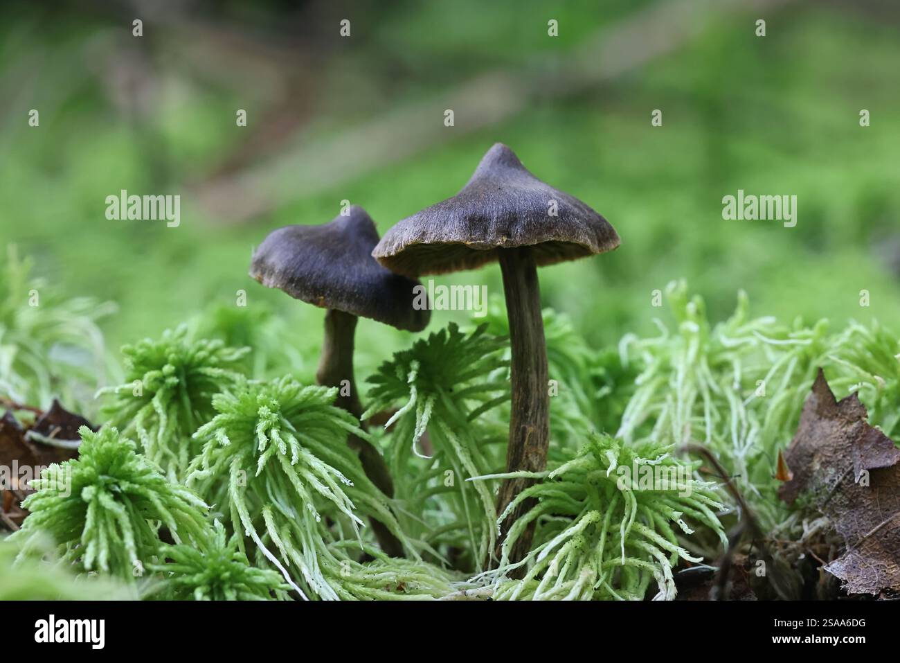 Cortinarius glandicolor, chiamato anche Cortinarius brunneus var. Glandicolor, un fungo da webcap dalla Finlandia, nessun nome inglese comune Foto Stock