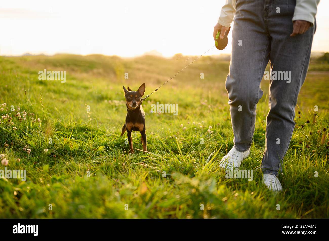 Una donna con un terrier giocattolo russo dai capelli lisci al guinzaglio cammina attraverso l'erba, nella natura al tramonto. Amicizia tra un cane e una persona, premurosa Foto Stock