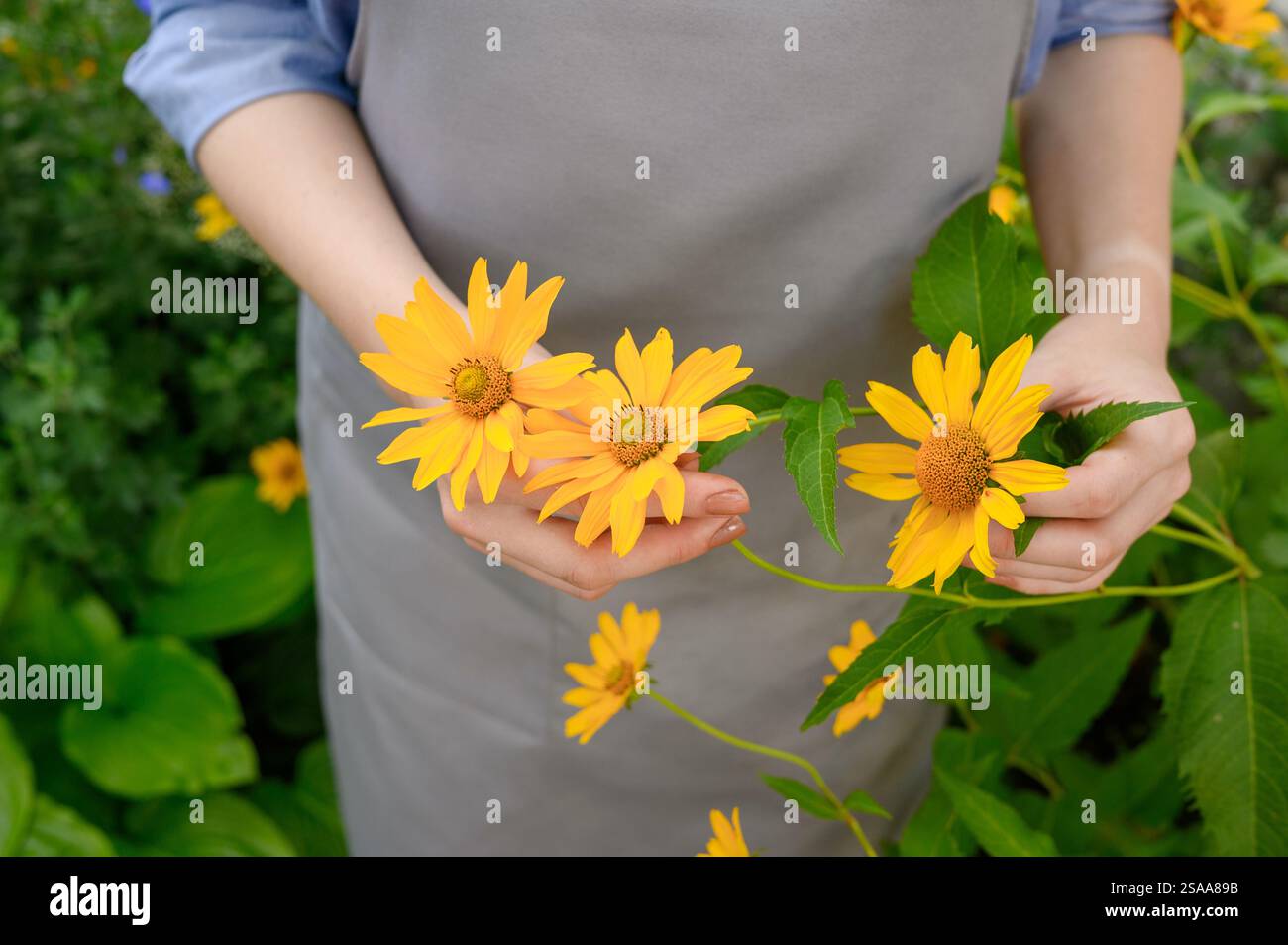 Una donna giardiniera, fiorista in grembiule si prende cura di un fiore giallo brillante di carciofo di Gerusalemme. La mano di una donna regge un bel fiore giallo. Concetto o Foto Stock