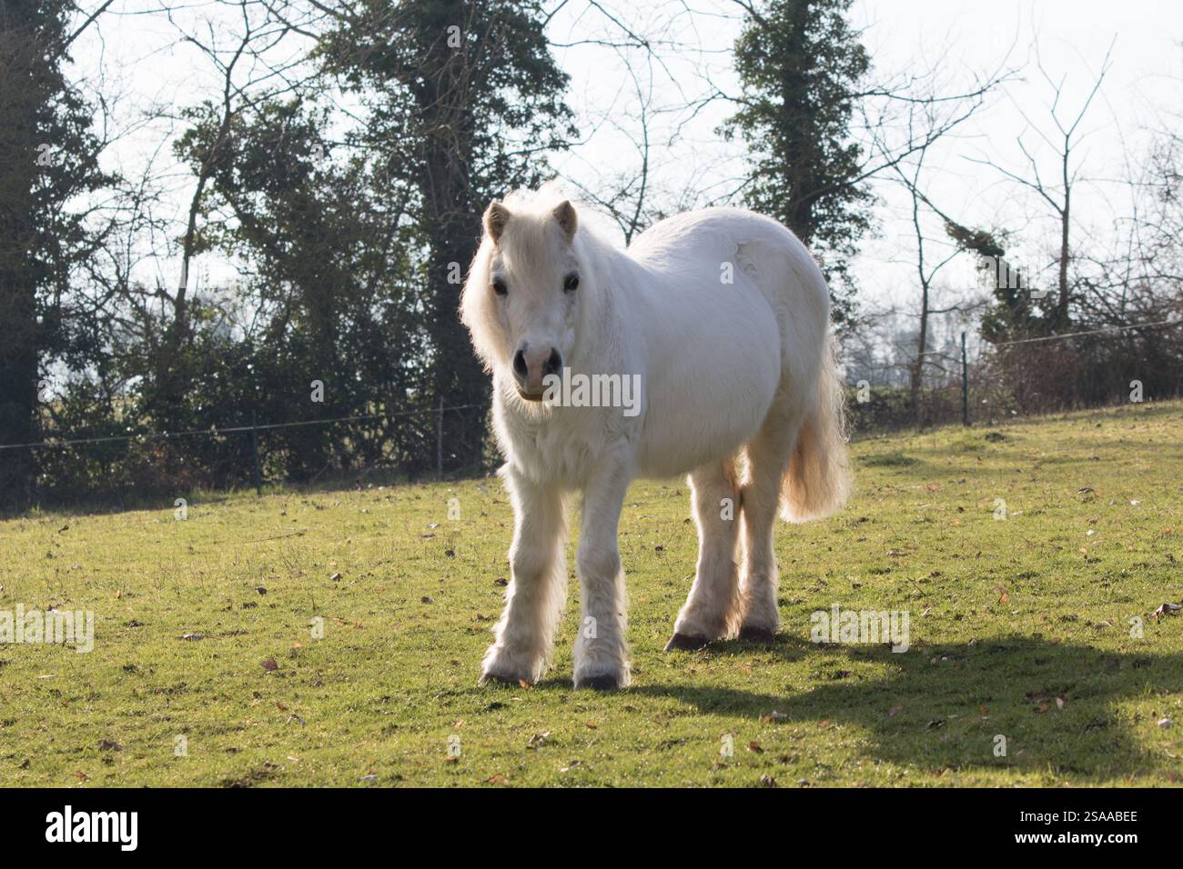 Old Welsh Mountain pony mare che pascolano in un prato nel Regno Unito in primavera Foto Stock