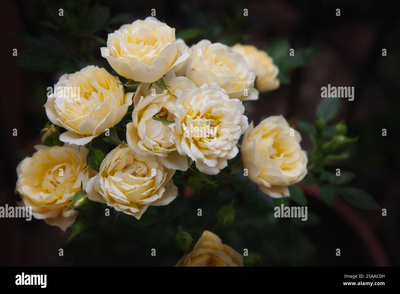 Giallo pallido rosa Foto Stock