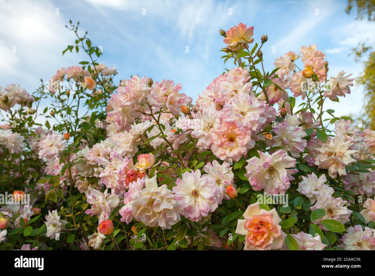 Floribunda Rose in un giardino inglese Foto Stock