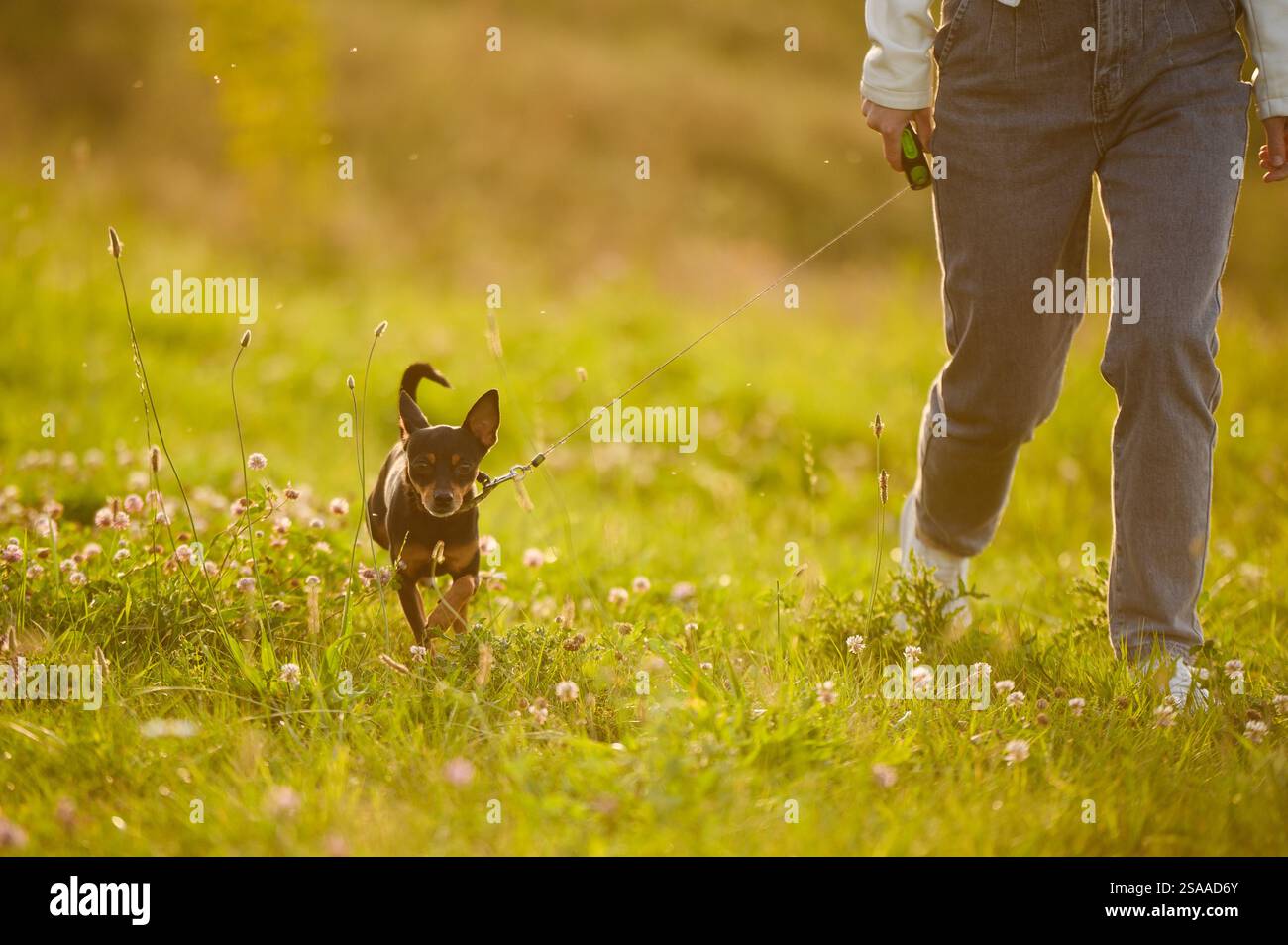Un camminatore professionista cammina su un Toy Terrier russo dai capelli lisci al guinzaglio in un parco lungo l'erba al tramonto in una giornata di sole d'estate. Business Conce Foto Stock