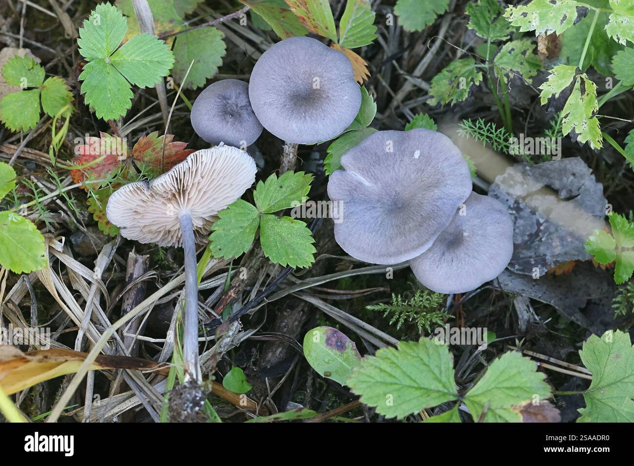 Entoloma griseocyaneum, comunemente noto come Felted Pinkgill, fungo finlandese Foto Stock