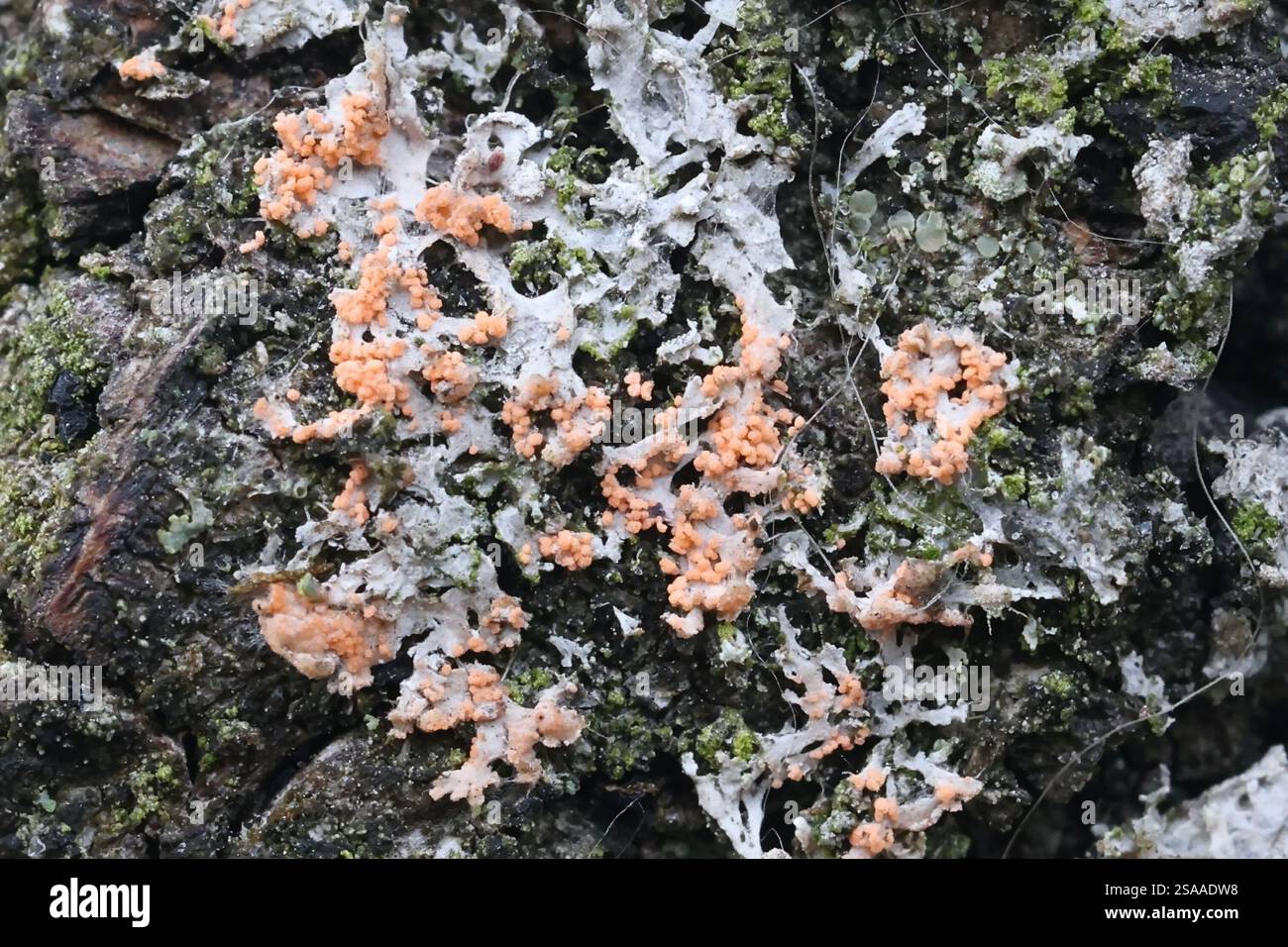 Marcandiobasidium aurantiacum, chiamato anche Erythricium aurantiacum, fungo parassita che cresce sui licheni epifitici in Finlandia Foto Stock