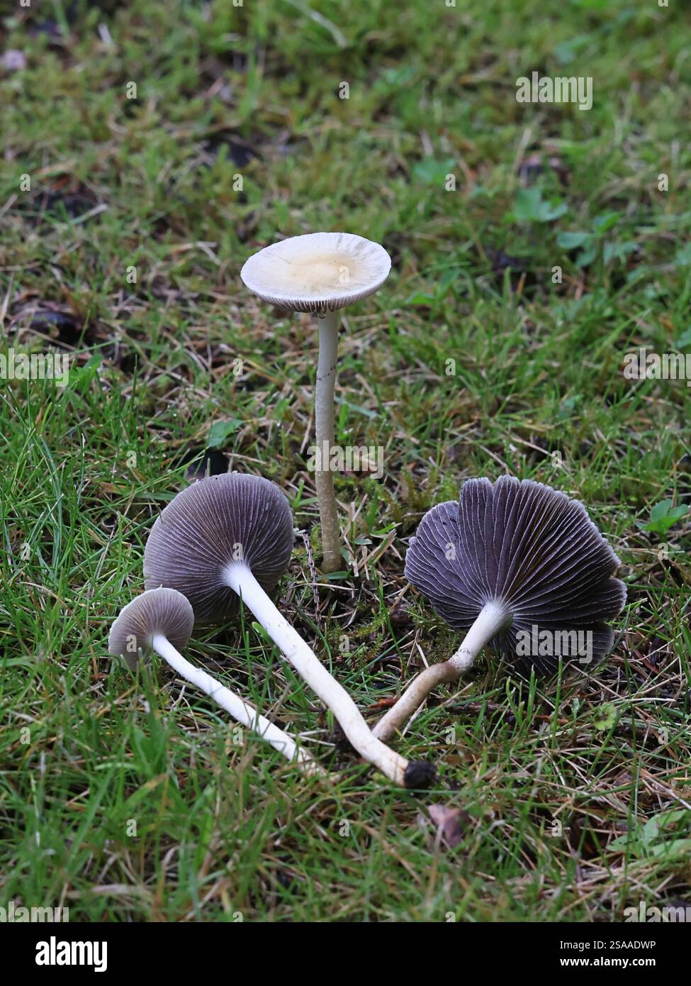 Leratiomyces percevalii, detto anche Stropharia percevalii, comunemente noto come trecce di pacciame, funghi selvatici della Finlandia Foto Stock