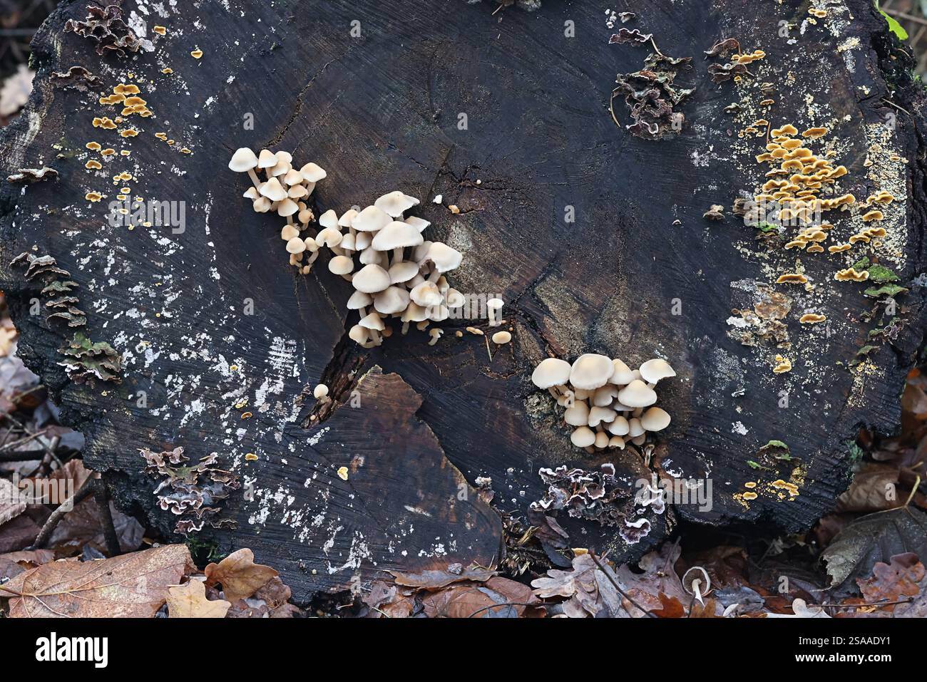 Homophron cernuum, chiamato anche Psatyrella cernua, un fungo di brittleem dalla Finlandia, nessun nome inglese comune Foto Stock