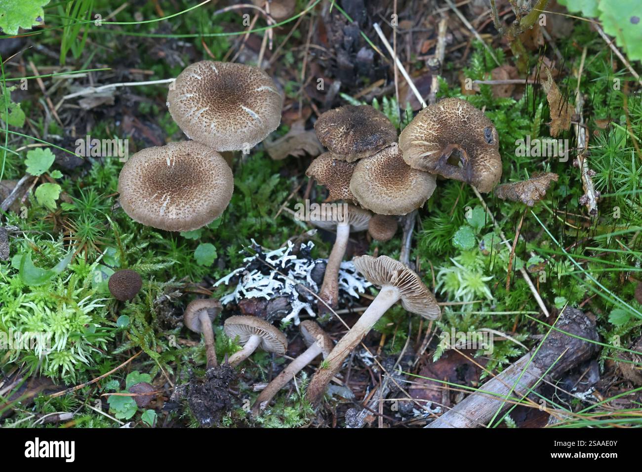 Inocybe lanuginosa, noto come cappellino lanuginoso, fungo finlandese Foto Stock
