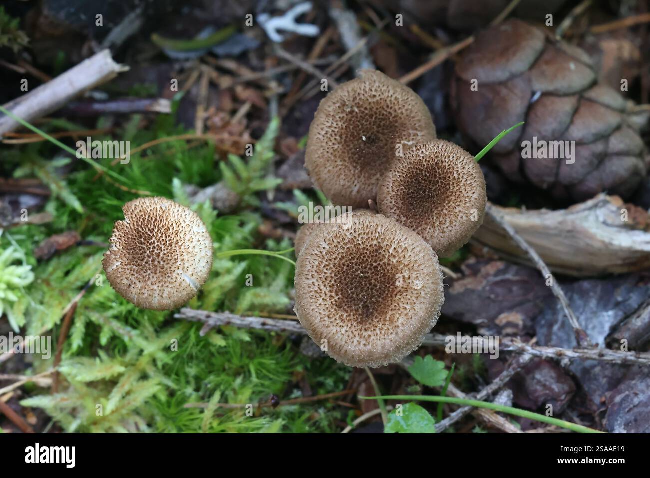 Inocybe lanuginosa, noto come cappellino lanuginoso, fungo finlandese Foto Stock