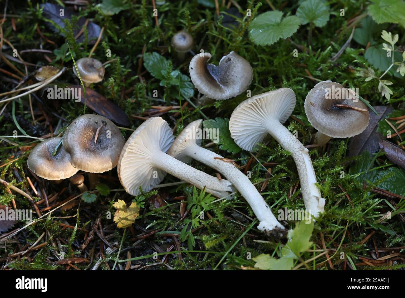 Hygrophorus pustulatus, un fungo di cera del legno proveniente dalla Finlandia, nessun nome inglese comune Foto Stock