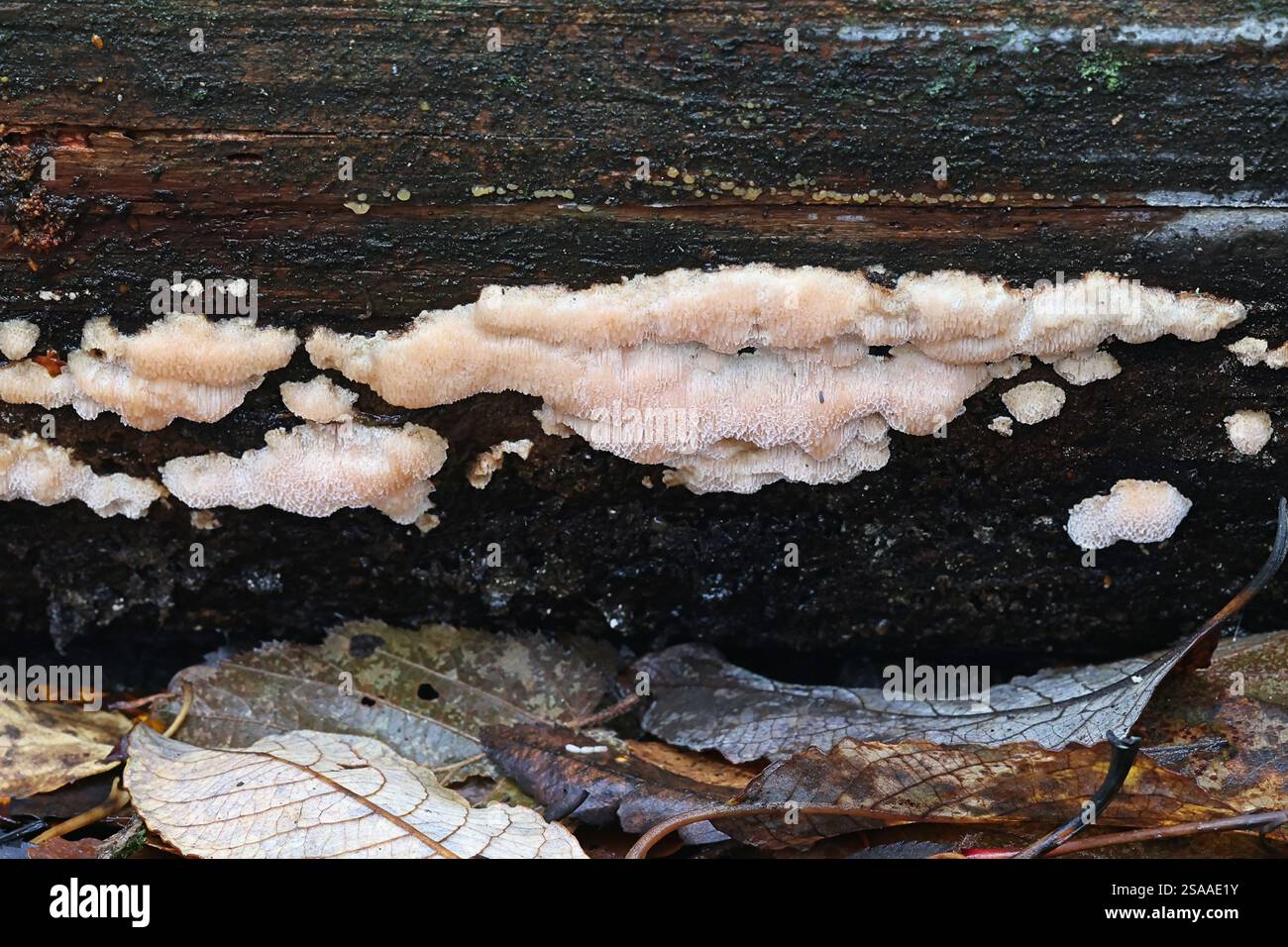 Rhodonia placenta, politoro rosa rom Finlandia, nessun nome inglese comune Foto Stock