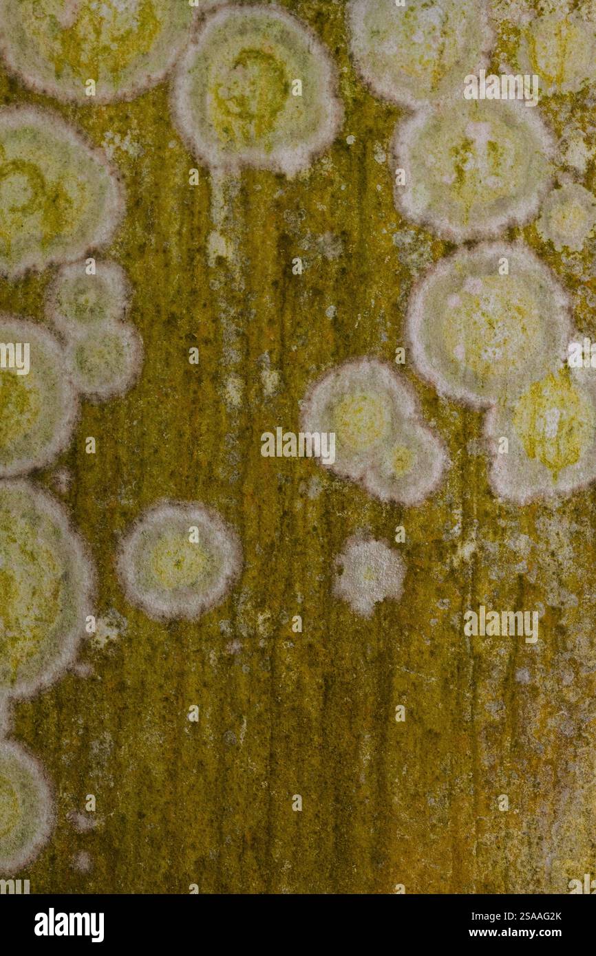 Disegno astratto di cerchi gialli fatti dalla natura su un muro. Foto Stock