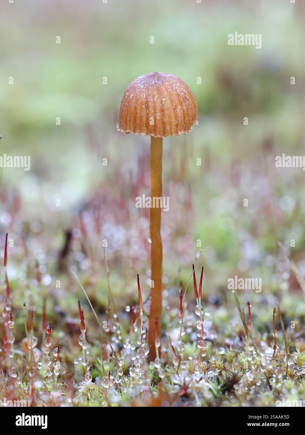 Galerina alluviana, chiamata anche Galerina alpestris F. annulata, un fungo di campana proveniente dalla Finlandia Foto Stock