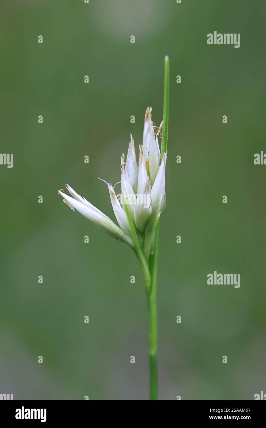 Rhynchospora alba, conosciuta come la bedetta bianca, pianta di palude selvatica dalla Finlandia Foto Stock