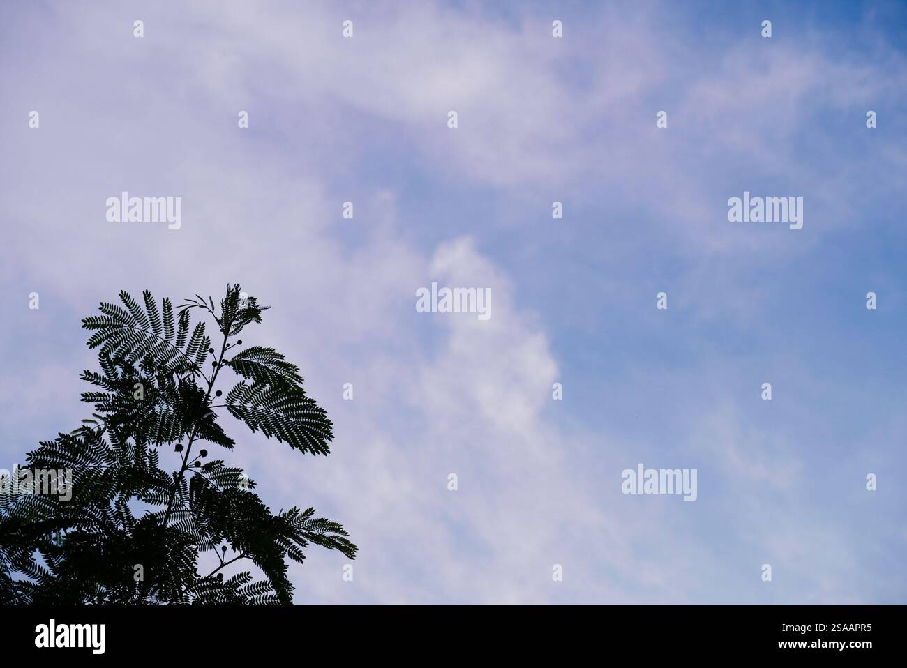 Foglie verdi a trama verde contro il cielo Foto Stock
