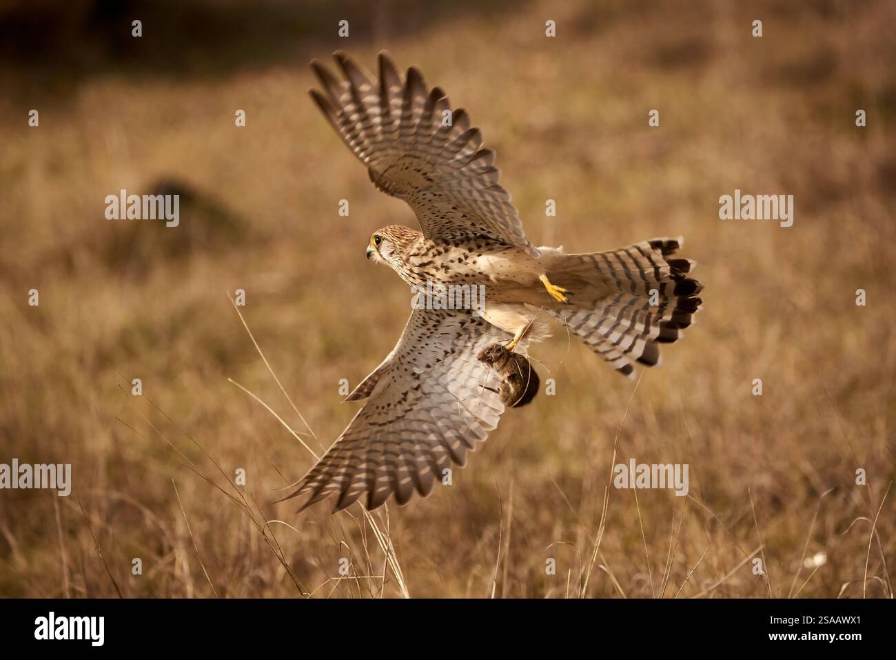 Gheppio comune in volo con la sua preda in artigli (Falco tinnunculus). Bird of Prey Foto Stock