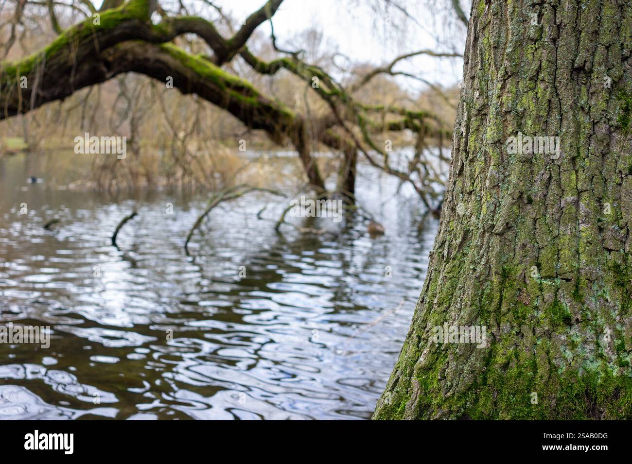 salice in acqua con un tronco di albero in primo piano Foto Stock