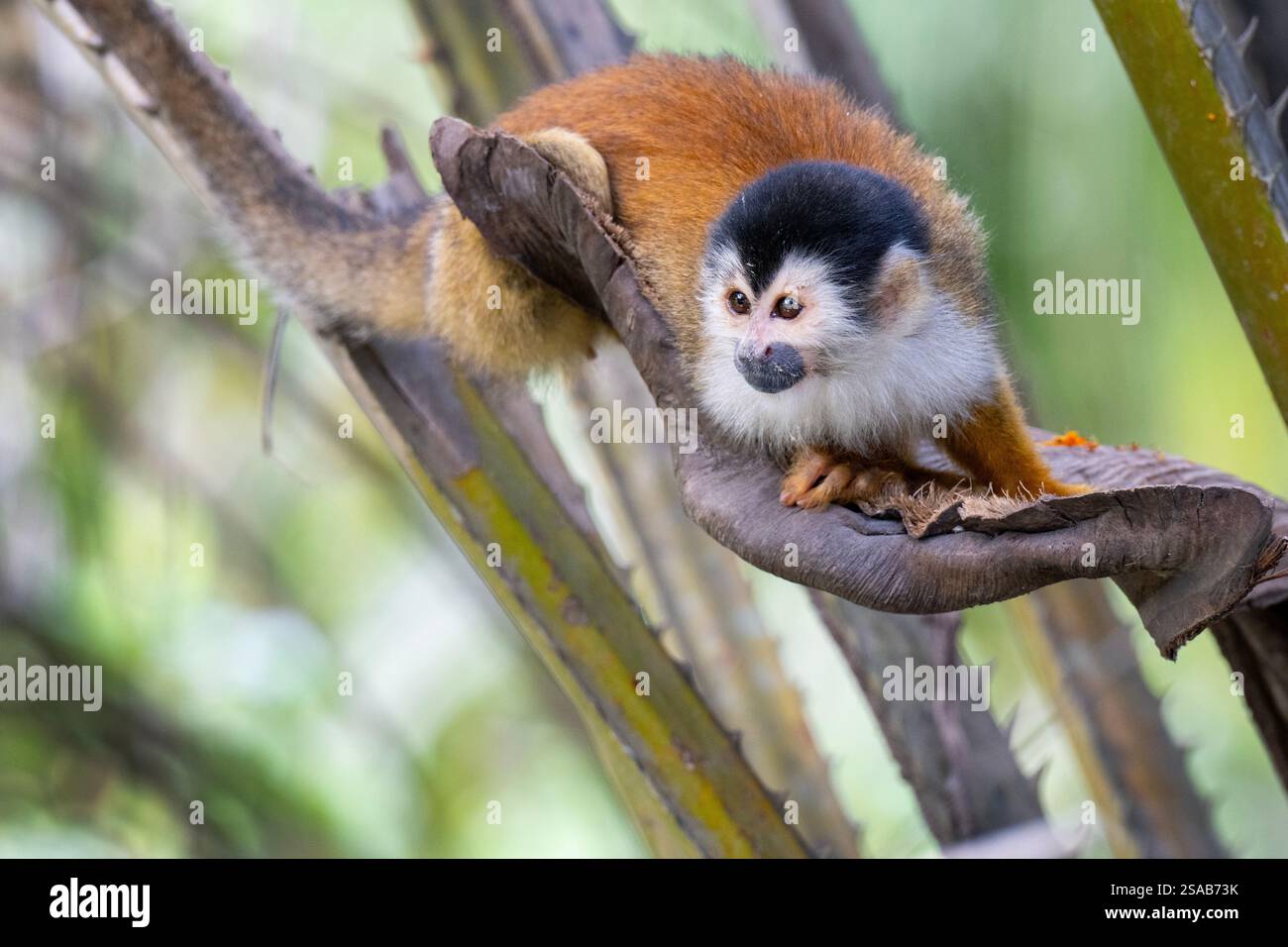 Costa Rica, penisola di osa. Scimmia squrirrel (Saimiri sciureus). Foto Stock