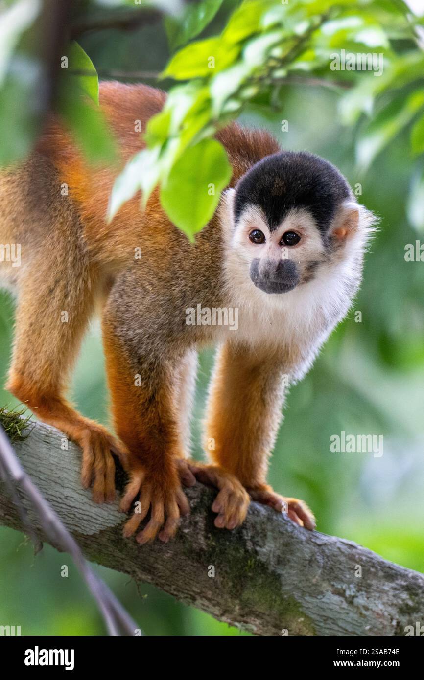 Costa Rica, penisola di osa. Scimmia squrirrel (Saimiri sciureus). Foto Stock