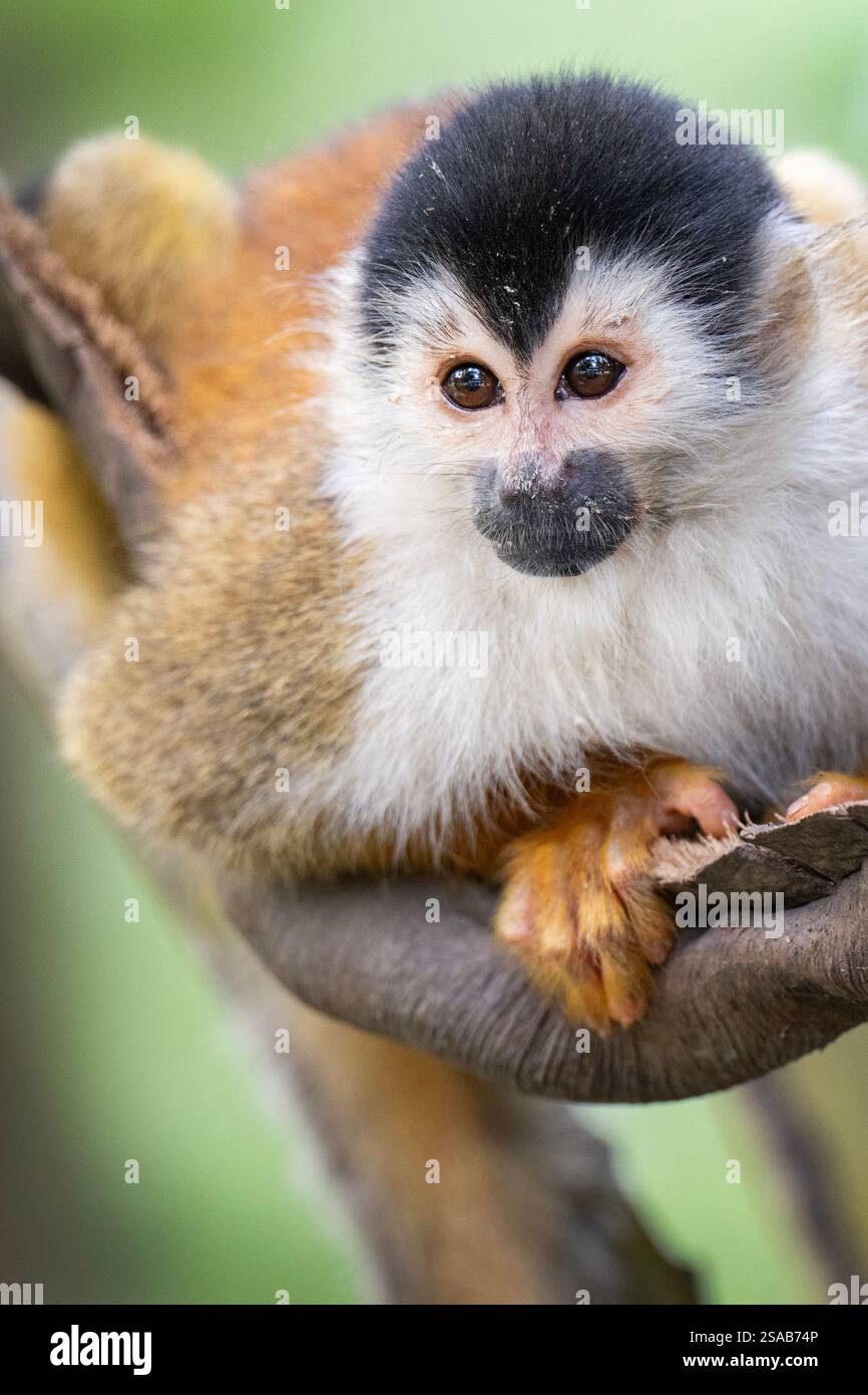 Costa Rica, penisola di osa. Scimmia squrirrel (Saimiri sciureus). Foto Stock