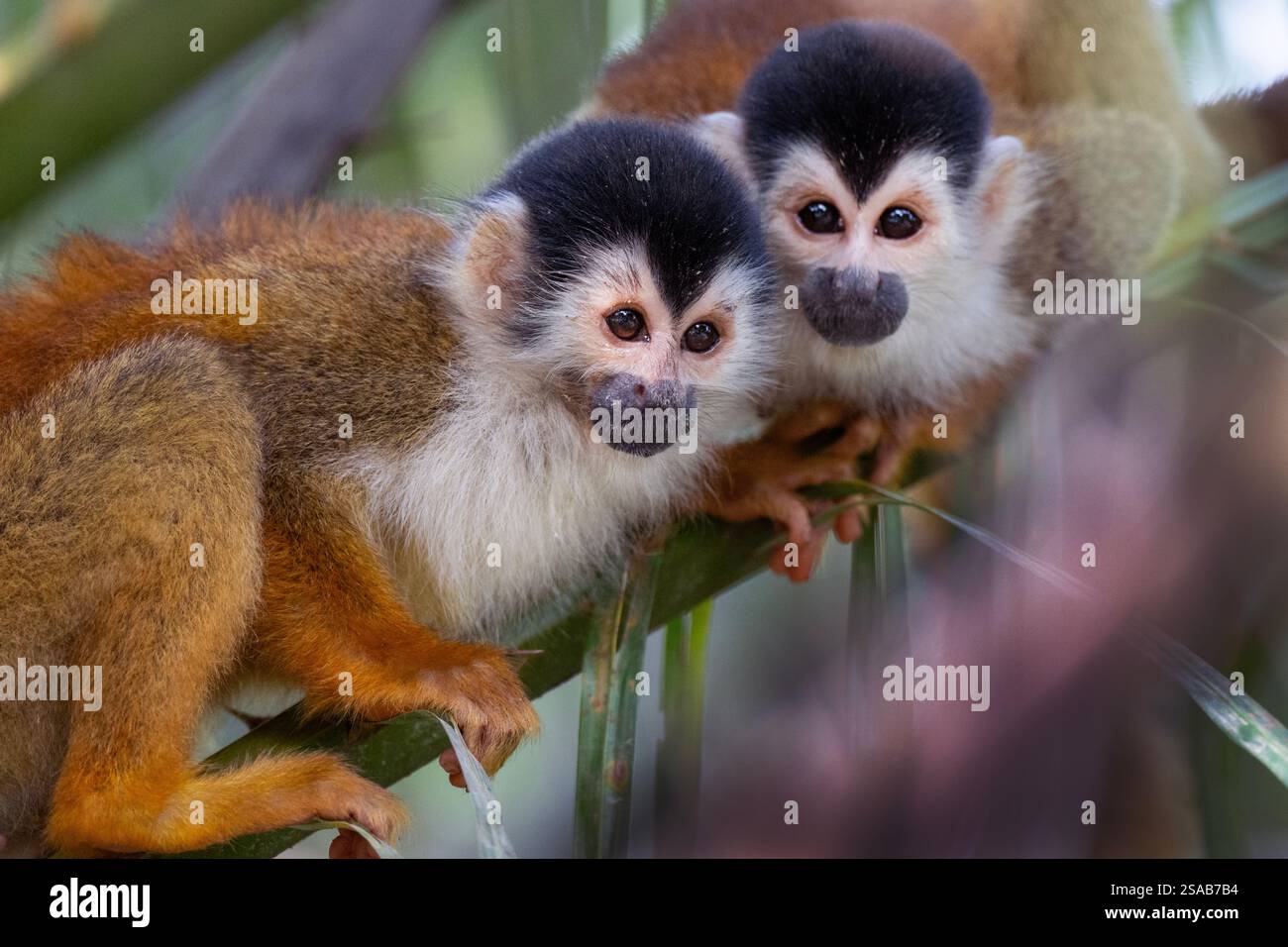 Costa Rica, penisola di osa. Scimmie scoiattolo (Saimiri sciureus). Foto Stock