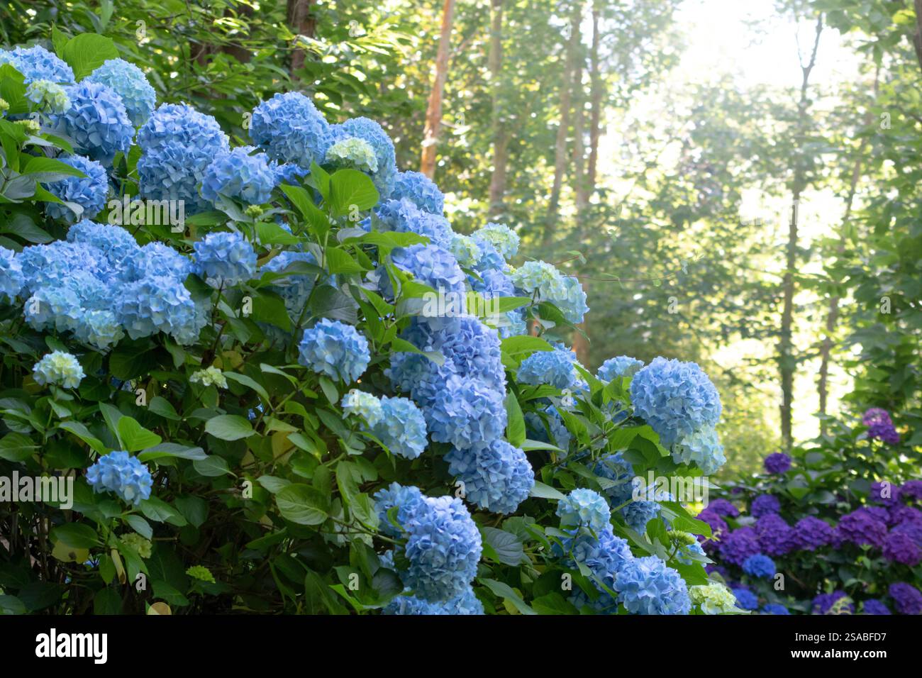 Ortensie blu chiaro e viola scuro che fioriscono piante. Arbusti ornamentali di Hortensia nel giardino della foresta. Ortensie francesi in fiore. Foto Stock