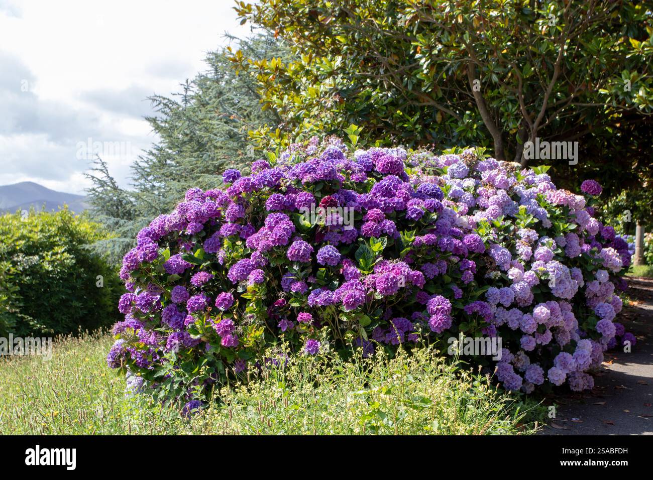 Viola e rosa pallido bellissime ortensie in fiore. Arbusti ornamentali di Hortensia nel giardino. Ortensie francesi in fiore. Foto Stock