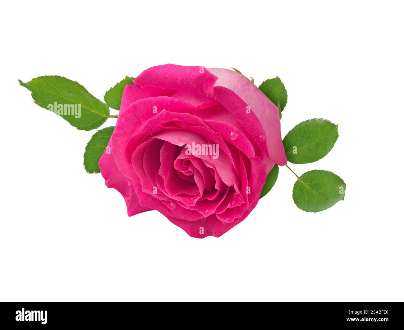 Rosa rosa brillante con foglie e gocce d'acqua isolate su sfondo bianco. Testa di fiore con fogliame. Foto Stock