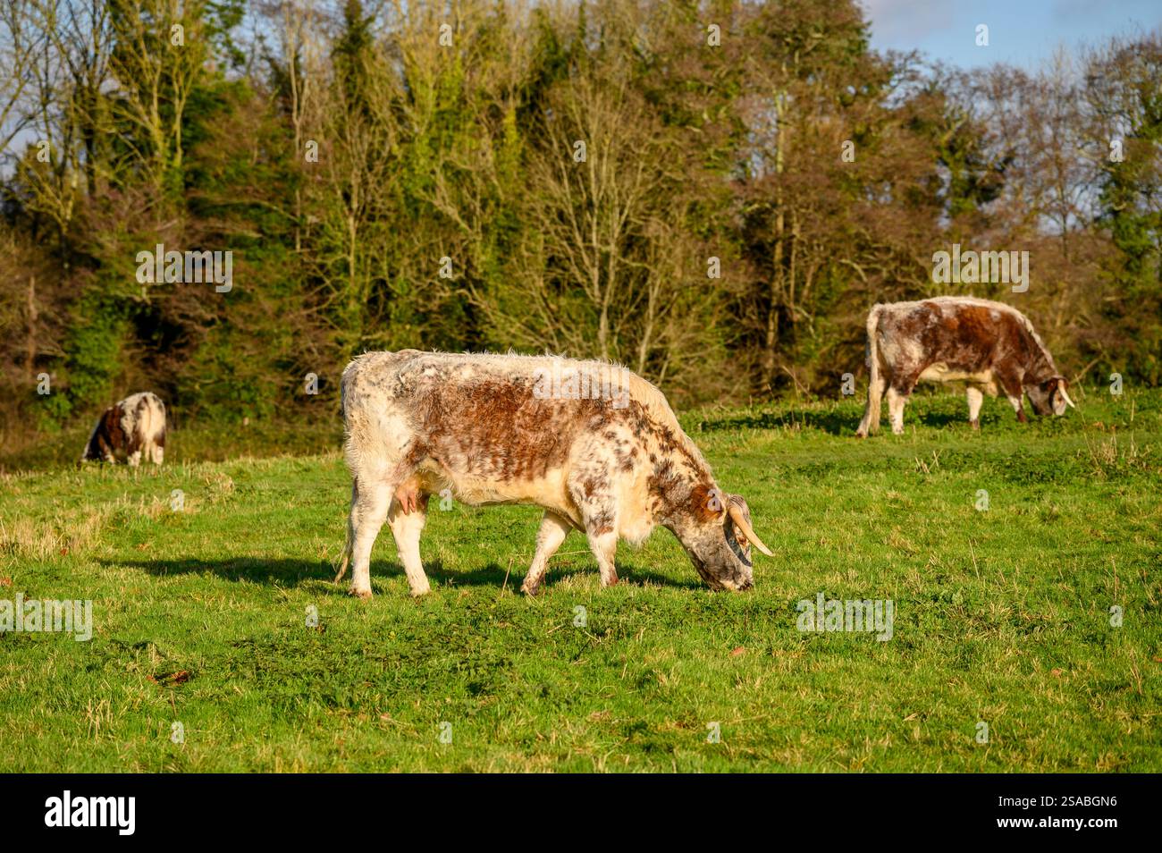 Le mucche pascolano sul pascolo a gennaio presso i resti del castello di Knepp a WestSussex, in Inghilterra. Foto Stock