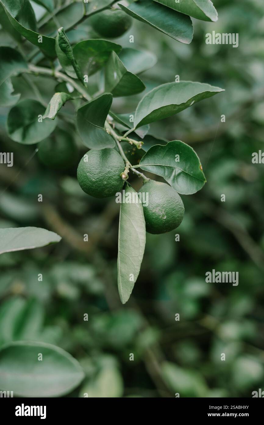 Primo piano di limpidi verdi impuri appesi su un ramo, circondati da un lussureggiante vegetazione. Foto Stock