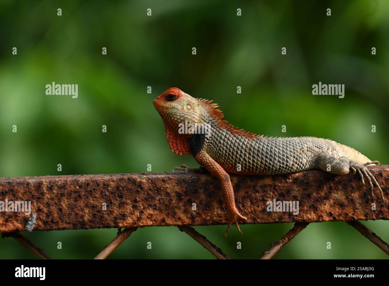 Una lucertola da giardino orientale è visibile sulla struttura in ferro arrugginito in un giardino vicino Foto Stock