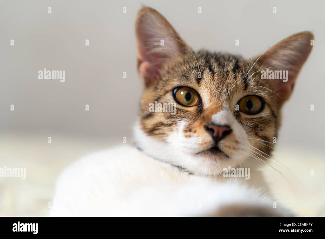 Un primo piano di un gatto domestico con un mix di pelliccia marrone e bianca, con grandi occhi ambra espressivi e un'espressione curiosa, ambientato contro un morbido, b Foto Stock