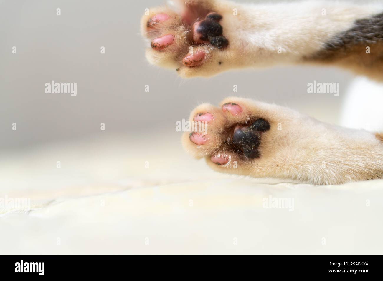 Primo piano delle zampe di un gatto con tamponi rosa e neri appoggiati su una superficie morbida. Foto Stock