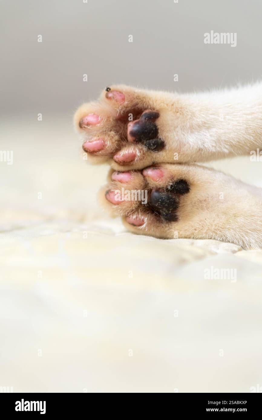 Primo piano delle zampe di un gatto con tamponi rosa e neri appoggiati su una superficie morbida. Foto Stock