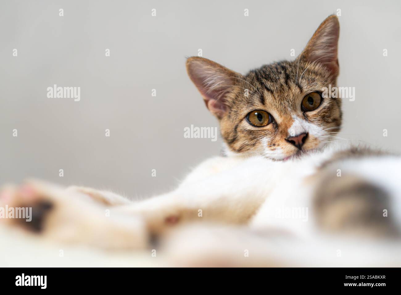 Un primo piano di un gatto domestico con un mix di pelliccia marrone e bianca, con grandi occhi ambra espressivi e un'espressione curiosa, ambientato contro un morbido, b Foto Stock