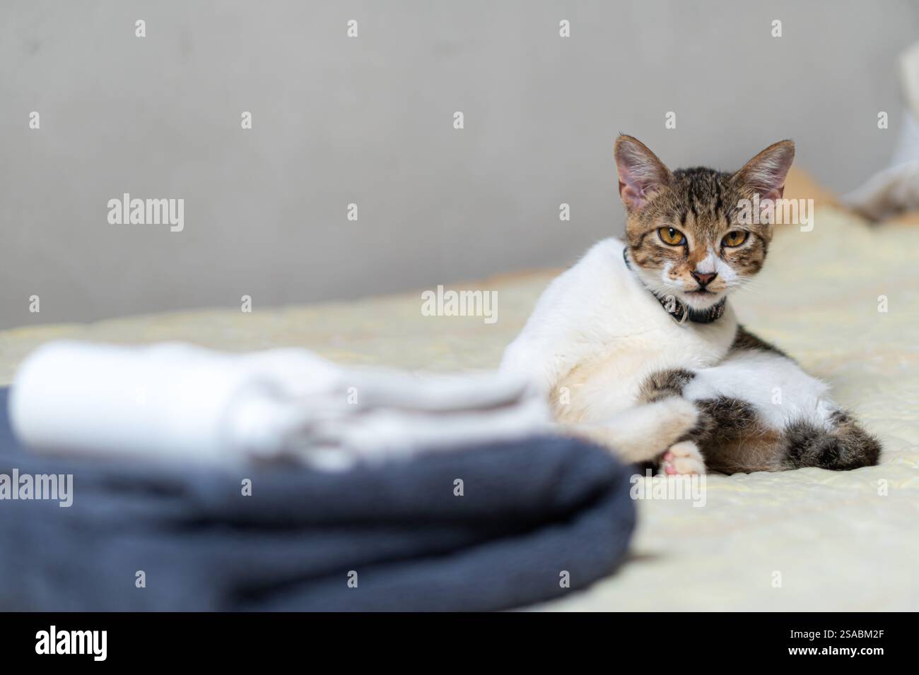 Un gatto carino seduto su un letto con asciugamani in primo piano. Il gatto ha un mix di pelliccia marrone e bianca, guardando curiosamente la fotocamera. Il letto ha un li Foto Stock