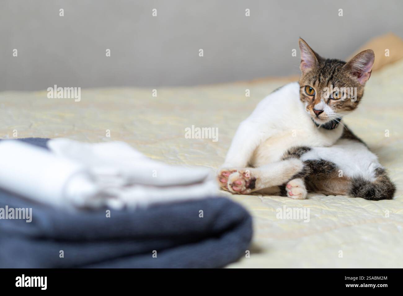 Un gatto carino seduto su un letto con asciugamani in primo piano. Il gatto ha un mix di pelliccia marrone e bianca, guardando curiosamente la fotocamera. Il letto ha un li Foto Stock