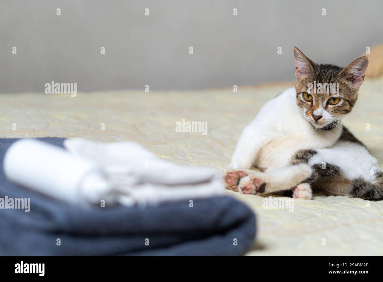 Un gatto carino seduto su un letto con asciugamani in primo piano. Il gatto ha un mix di pelliccia marrone e bianca, guardando curiosamente la fotocamera. Il letto ha un li Foto Stock