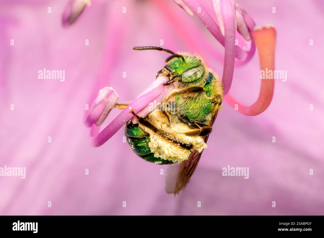L'ape Agapostemon è appesa su una stalla floreale che raccoglie polline sulle sue gambe su sfondo sfocato Foto Stock