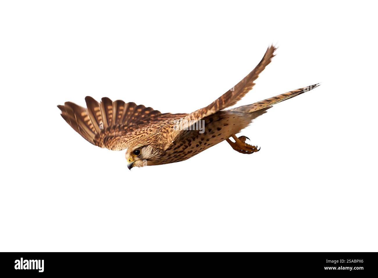 Gheppio comune in volo isolato su sfondo bianco (Falco tinnunculus). Bird of Prey Foto Stock