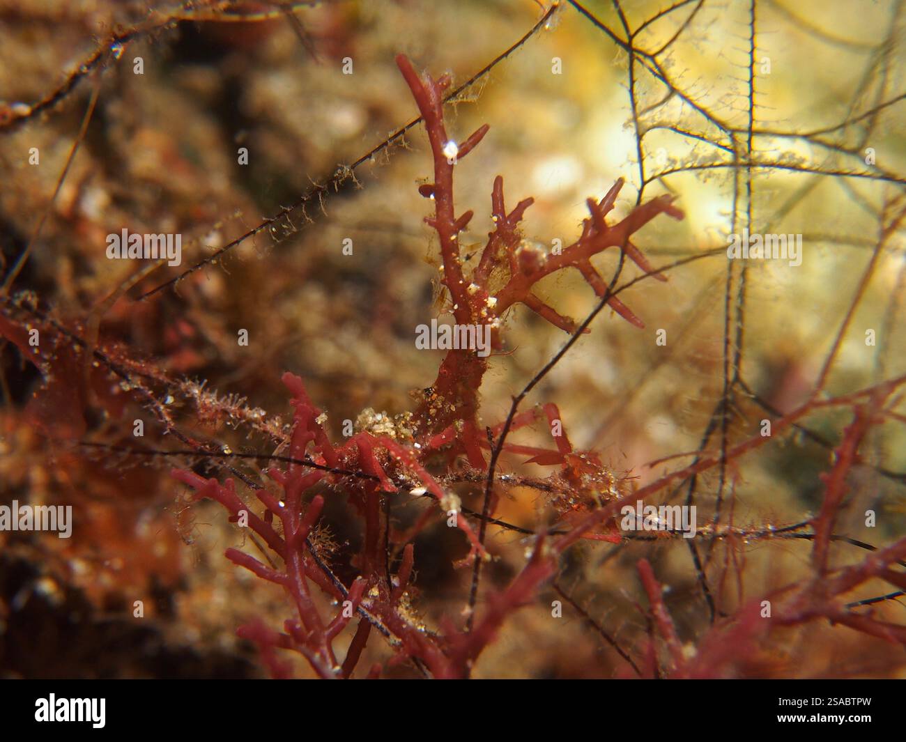 Achaeus sp - granchio rosso ragno Foto Stock