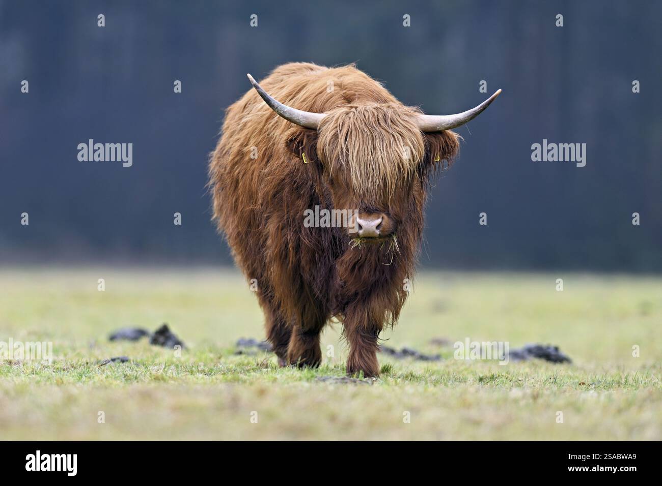 Bestiame delle Highlands (Bos taurus), animale adulto che mangia erba in un prato, Svizzera, Europa Foto Stock