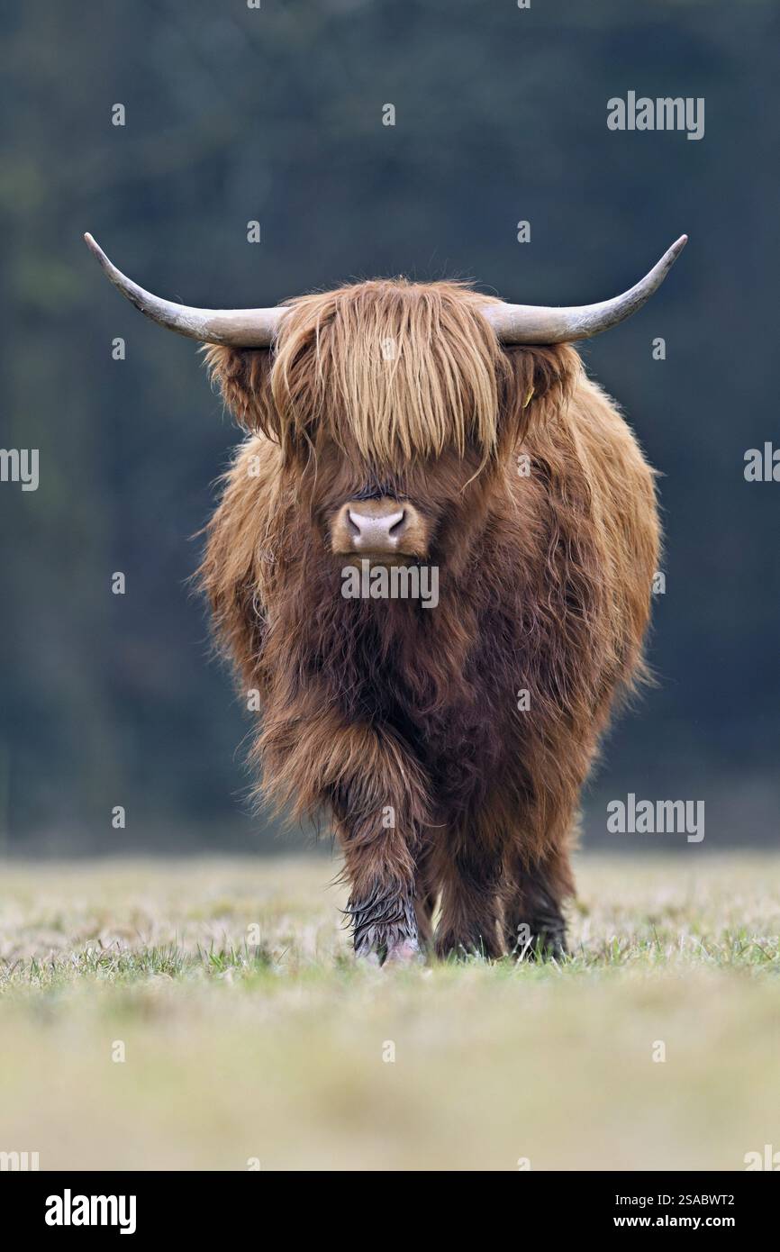 Bestiame delle Highlands (Bos taurus), animale adulto in un prato, Svizzera, Europa Foto Stock